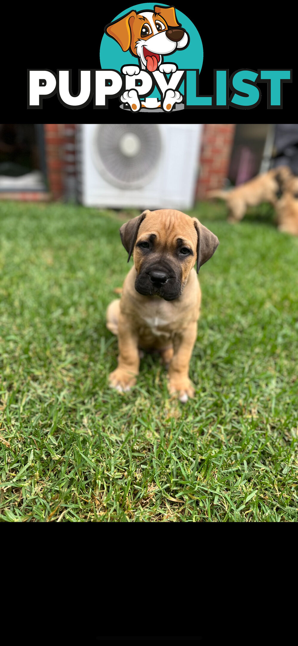 Boerboel pups