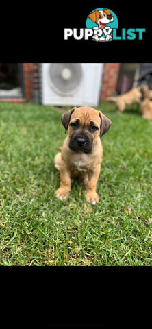 Boerboel pups