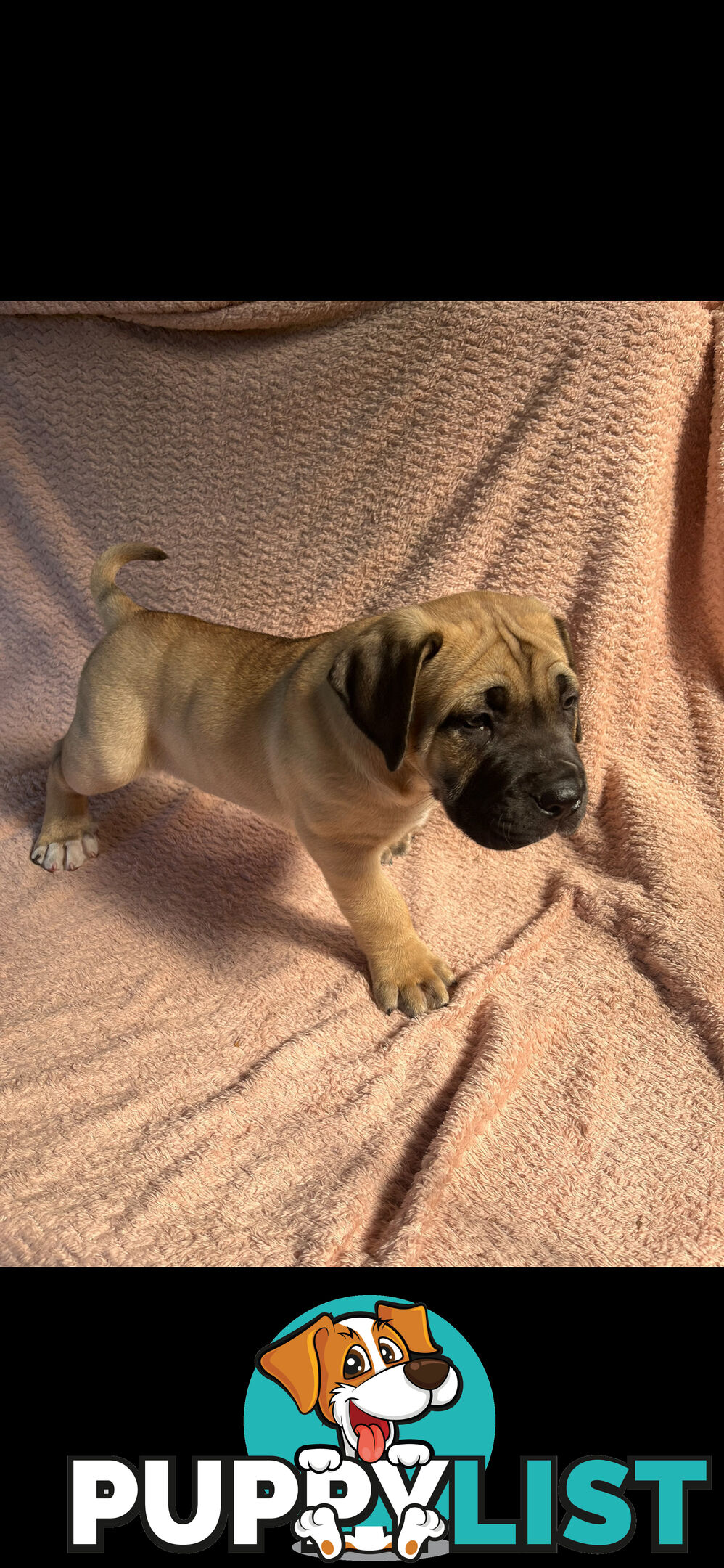 Boerboel pups