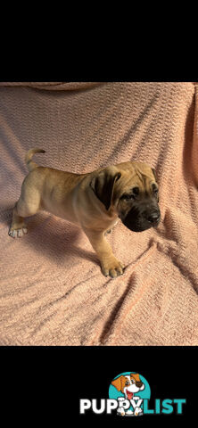 Boerboel pups