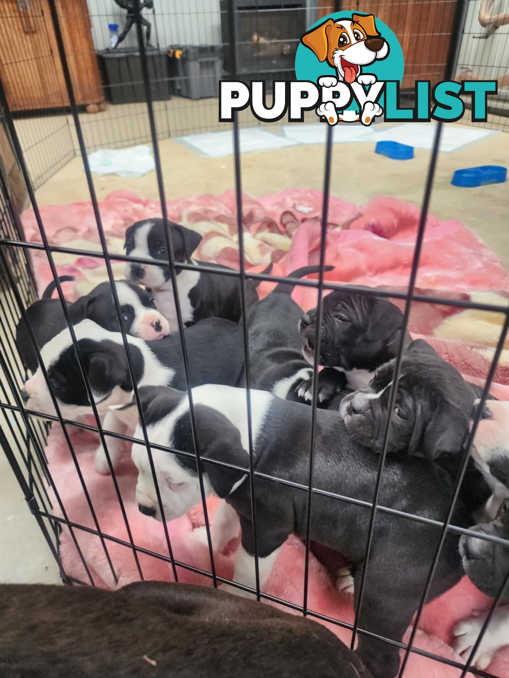 American Johnson bulldog X Puppies