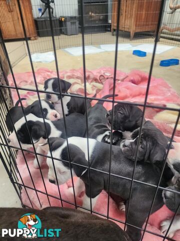 American Johnson bulldog X Puppies