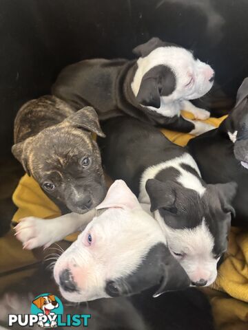 American Johnson bulldog X Puppies