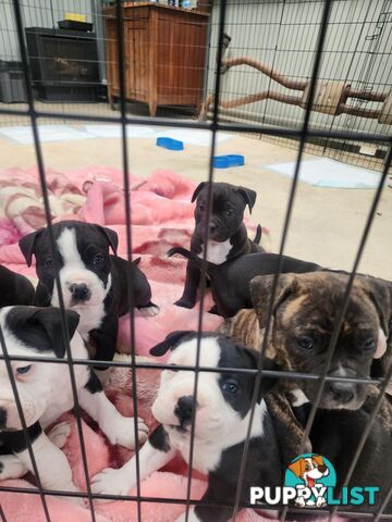 American Johnson bulldog X Puppies