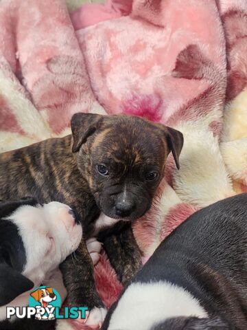 American Johnson bulldog X Puppies