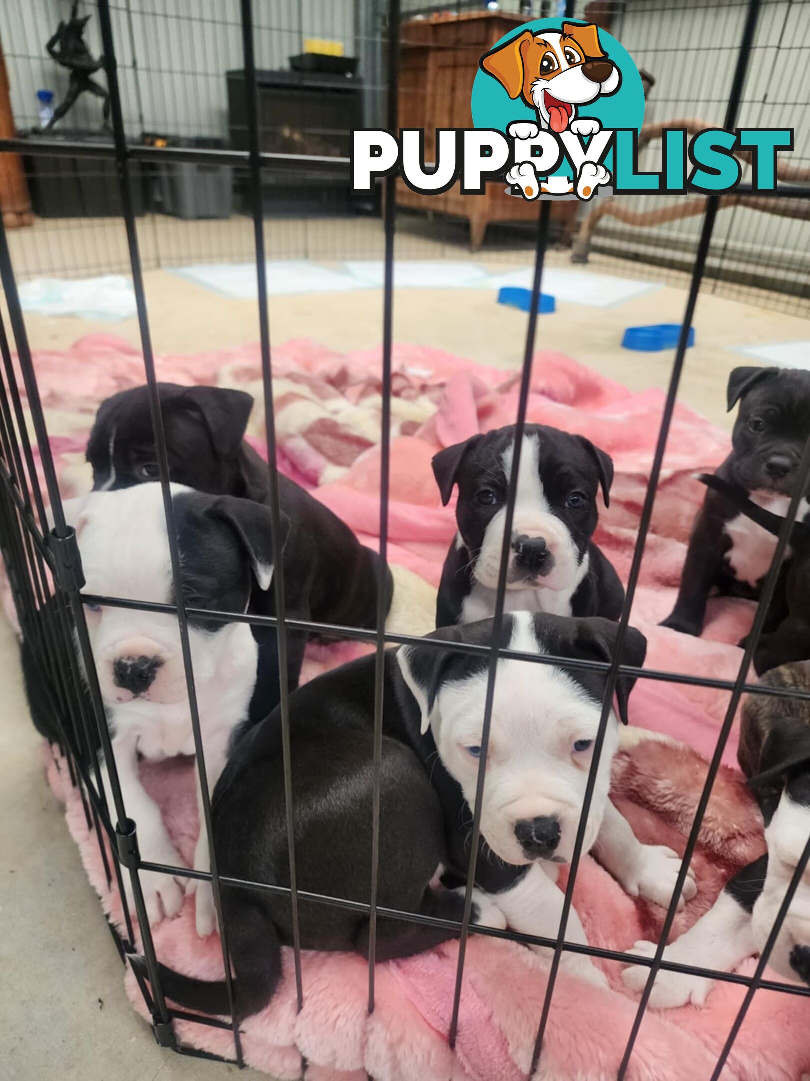 American Johnson bulldog X Puppies