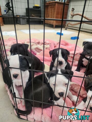 American Johnson bulldog X Puppies