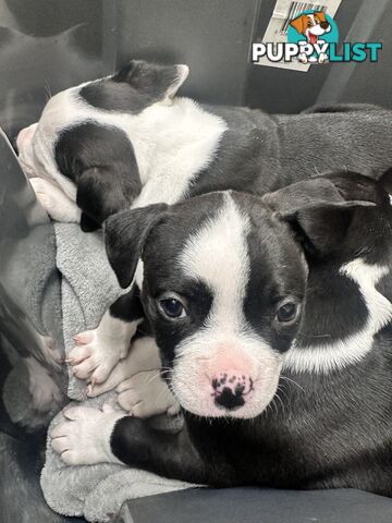 American Johnson bulldog X Puppies