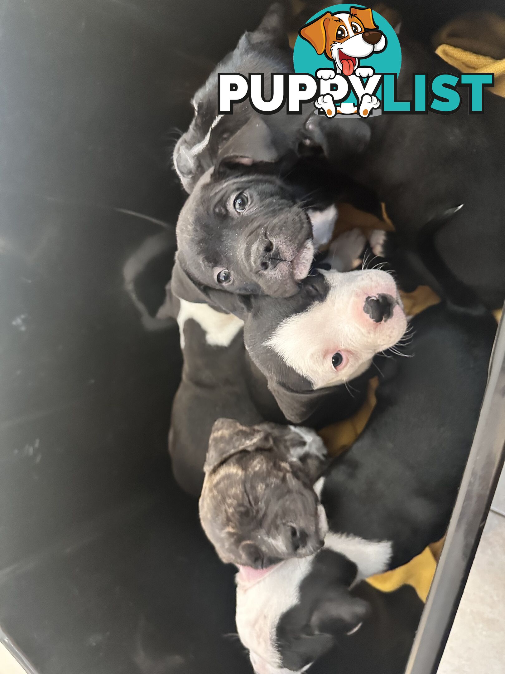 American Johnson bulldog X Puppies