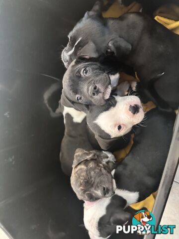 American Johnson bulldog X Puppies