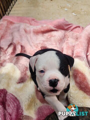 American Johnson bulldog X Puppies