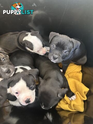 American Johnson bulldog X Puppies