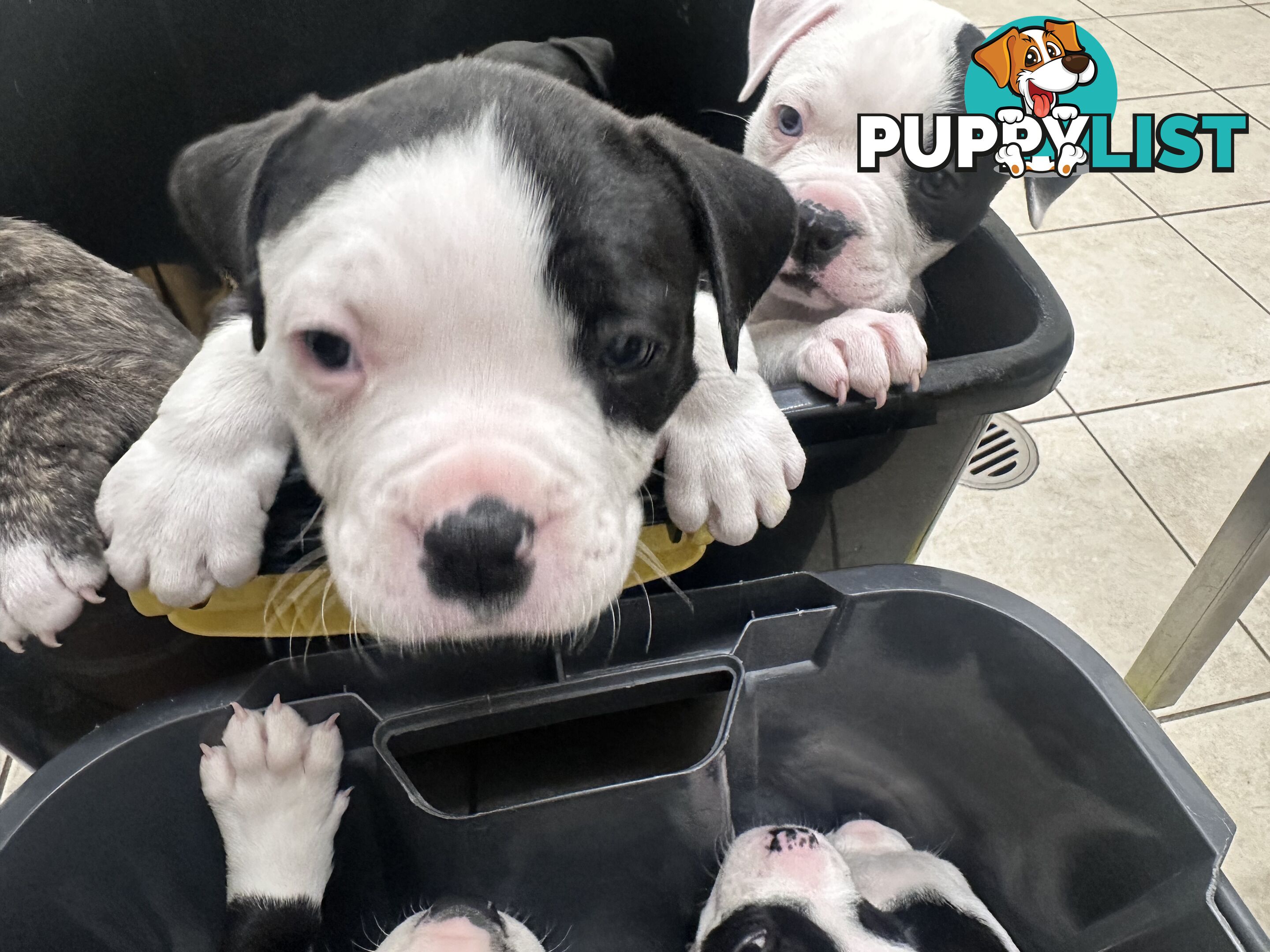 American Johnson bulldog X Puppies