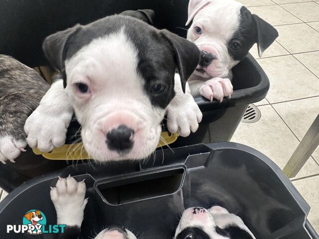 American Johnson bulldog X Puppies