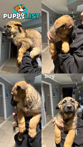 German Shepherd Puppies 3 Females 2 Males DDR LINE