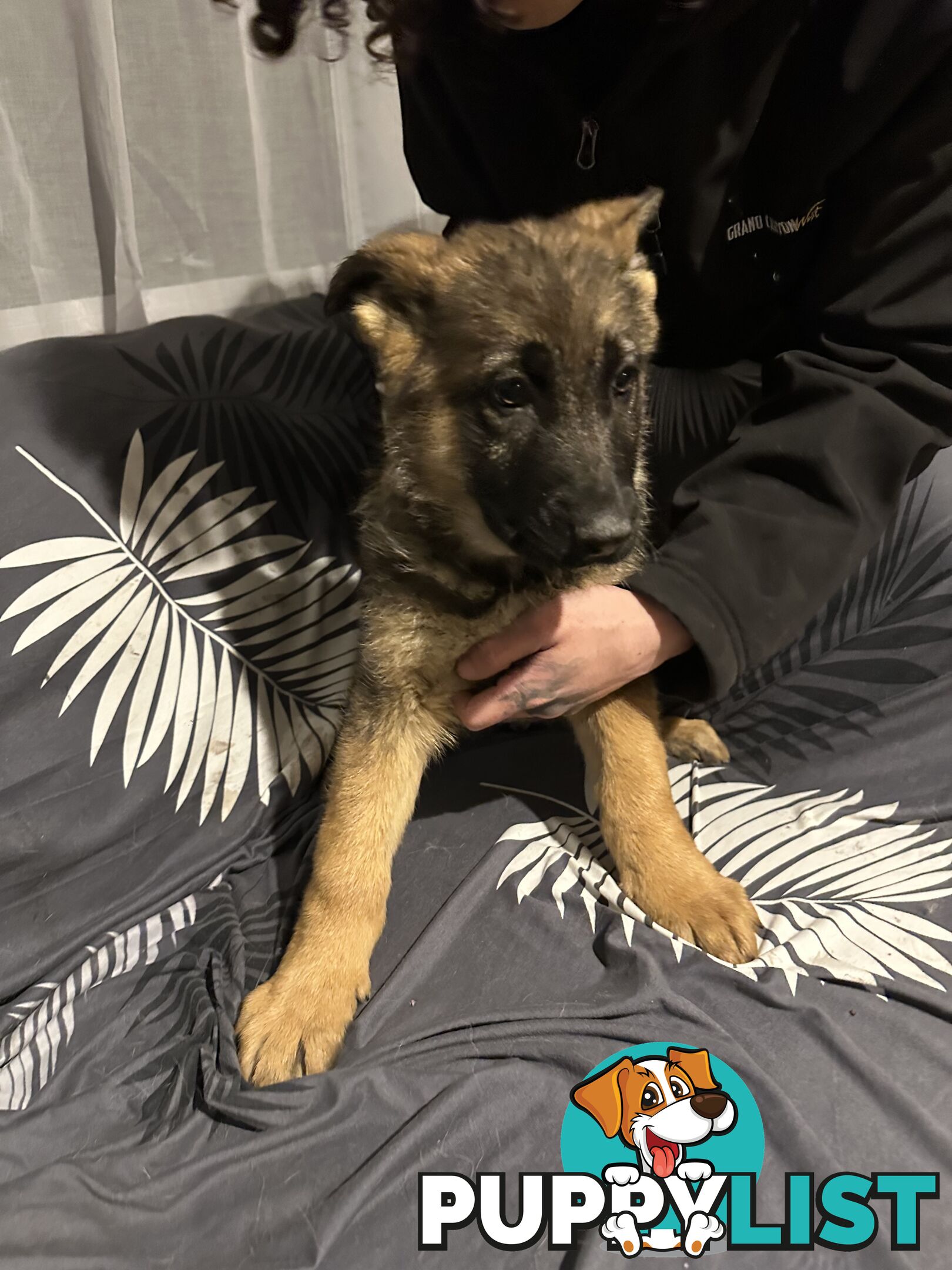 German Shepherd Puppies 3 Females 2 Males DDR LINE