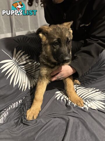 German Shepherd Puppies 3 Females 2 Males DDR LINE