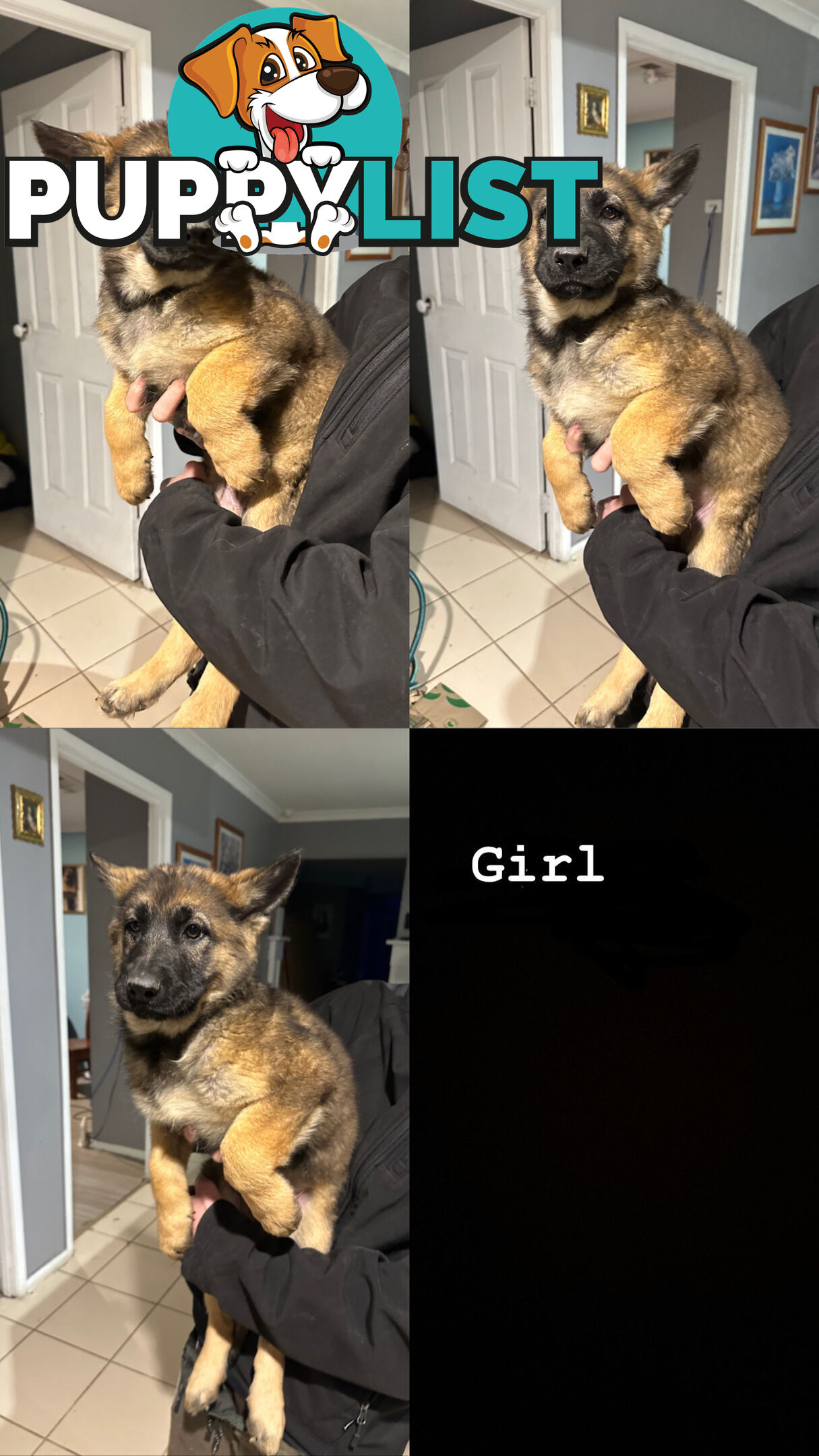 German Shepherd Puppies 3 Females 2 Males DDR LINE