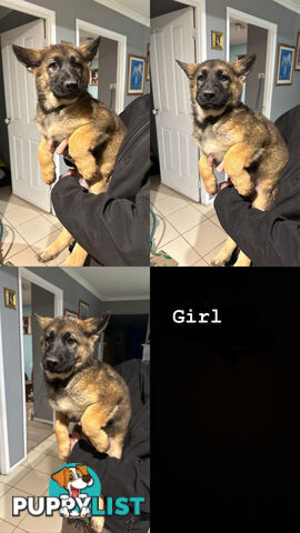 German Shepherd Puppies 3 Females 2 Males DDR LINE