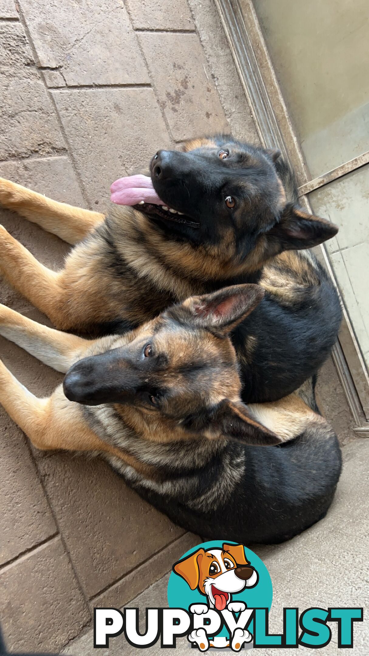 German Shepherd Puppies 3 Females 2 Males DDR LINE