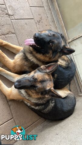 German Shepherd Puppies 3 Females 2 Males DDR LINE