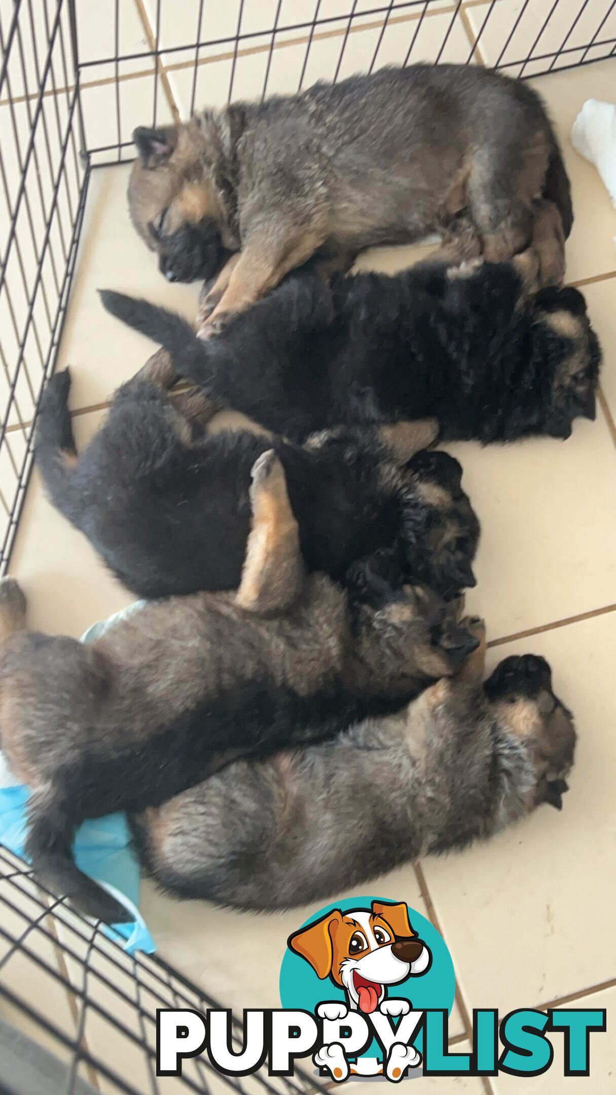 German Shepherd Puppies 3 Females 2 Males DDR LINE