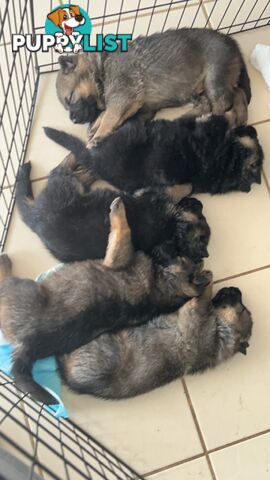 German Shepherd Puppies 3 Females 2 Males DDR LINE