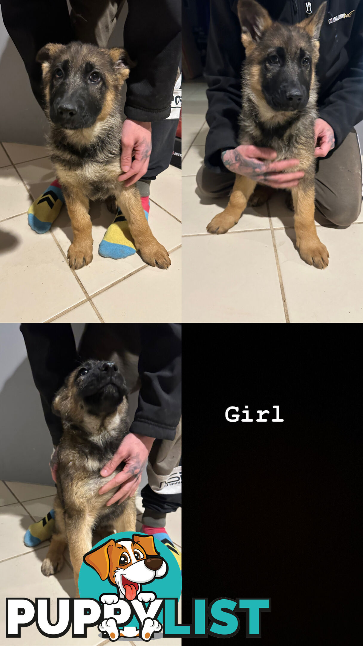 German Shepherd Puppies 3 Females 2 Males DDR LINE