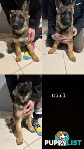 German Shepherd Puppies 3 Females 2 Males DDR LINE