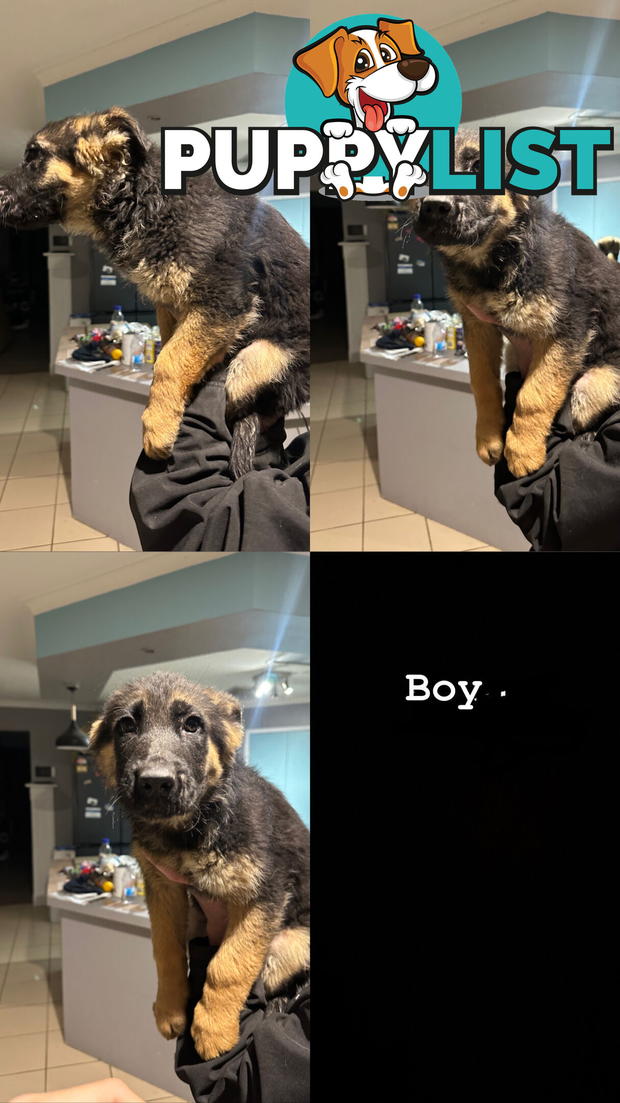 German Shepherd Puppies 3 Females 2 Males DDR LINE