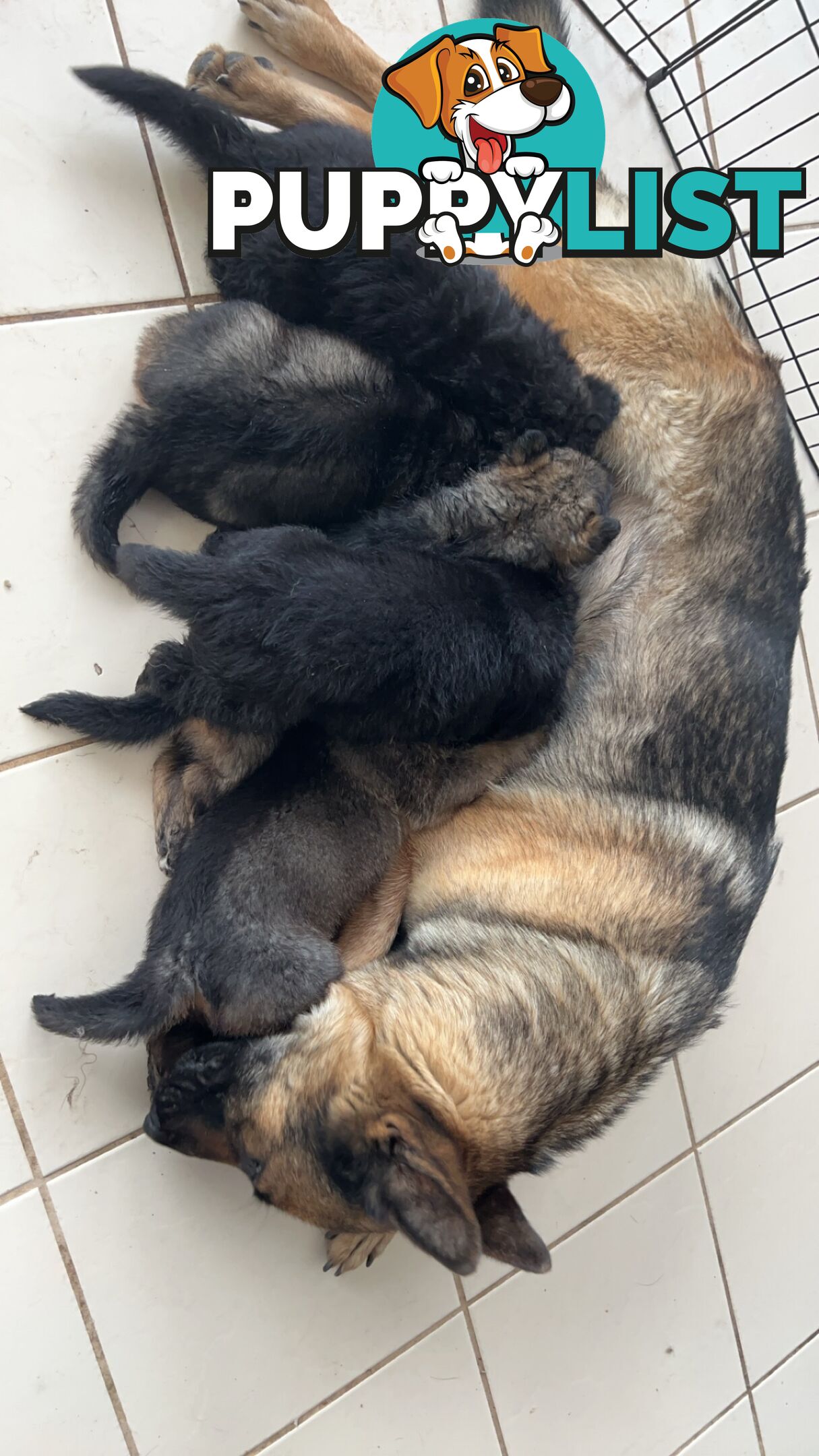 German Shepherd Puppies 3 Females 2 Males DDR LINE