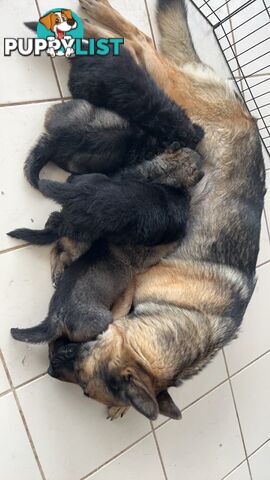 German Shepherd Puppies 3 Females 2 Males DDR LINE