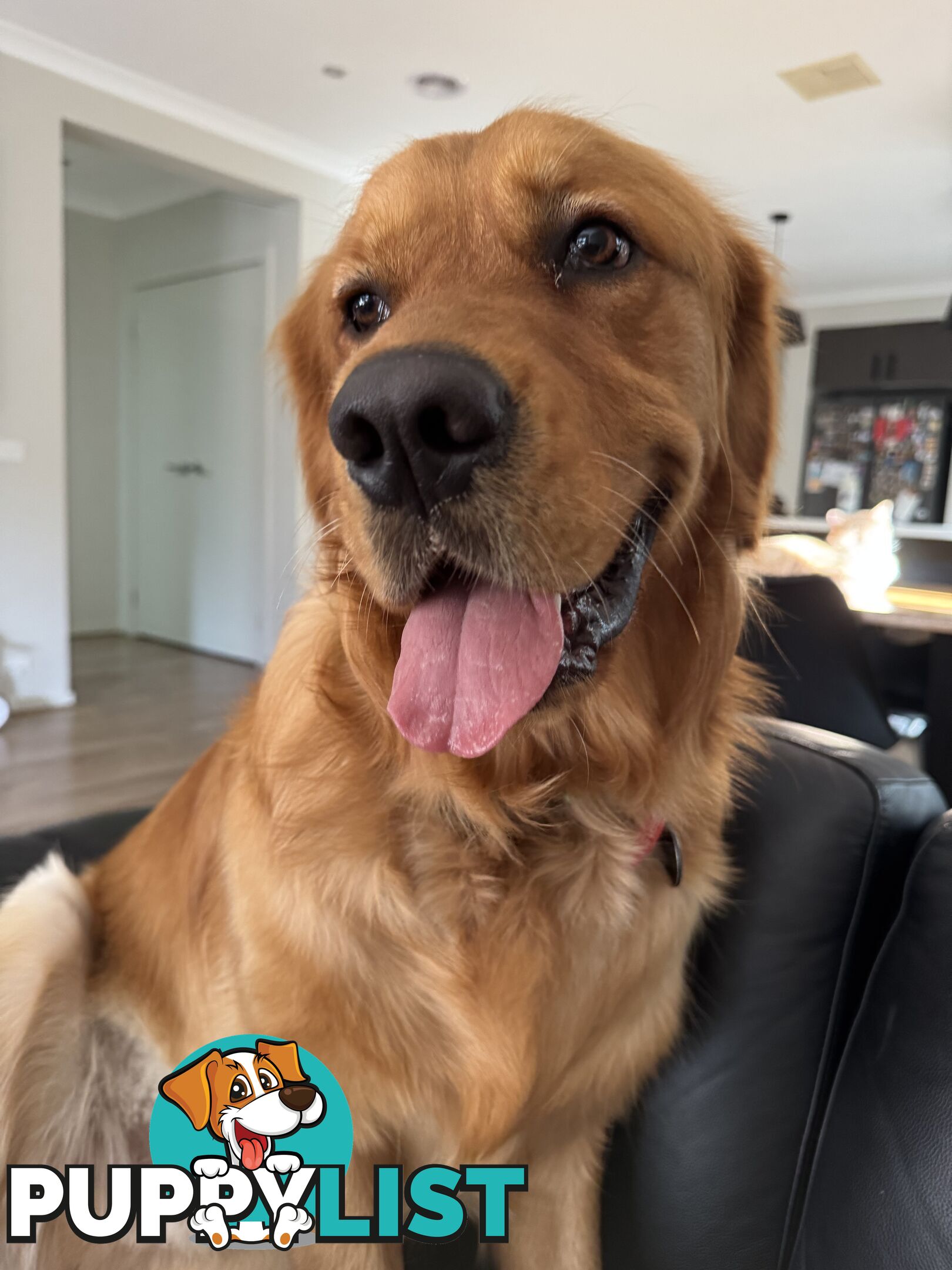 Dark Pure Bred Golden Retriever Stud Service