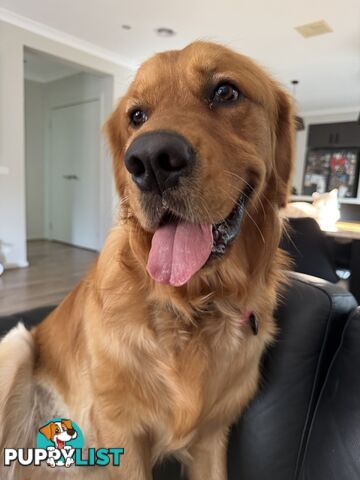 Dark Pure Bred Golden Retriever Stud Service