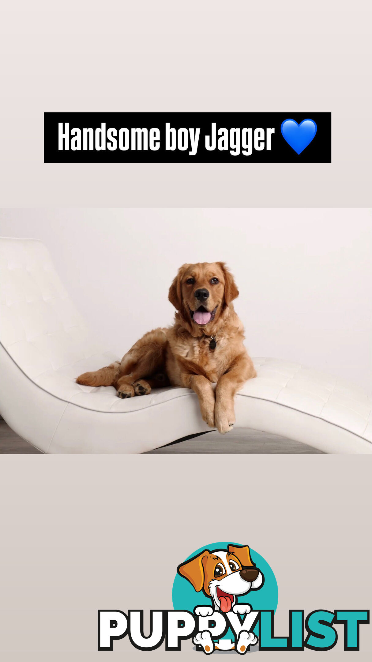 Dark Pure Bred Golden Retriever Stud Service