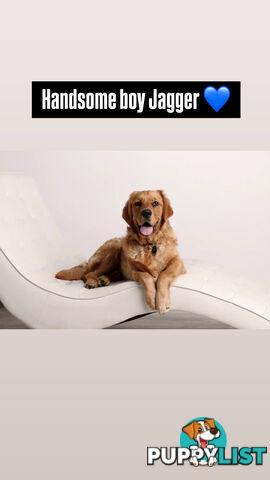Dark Pure Bred Golden Retriever Stud Service