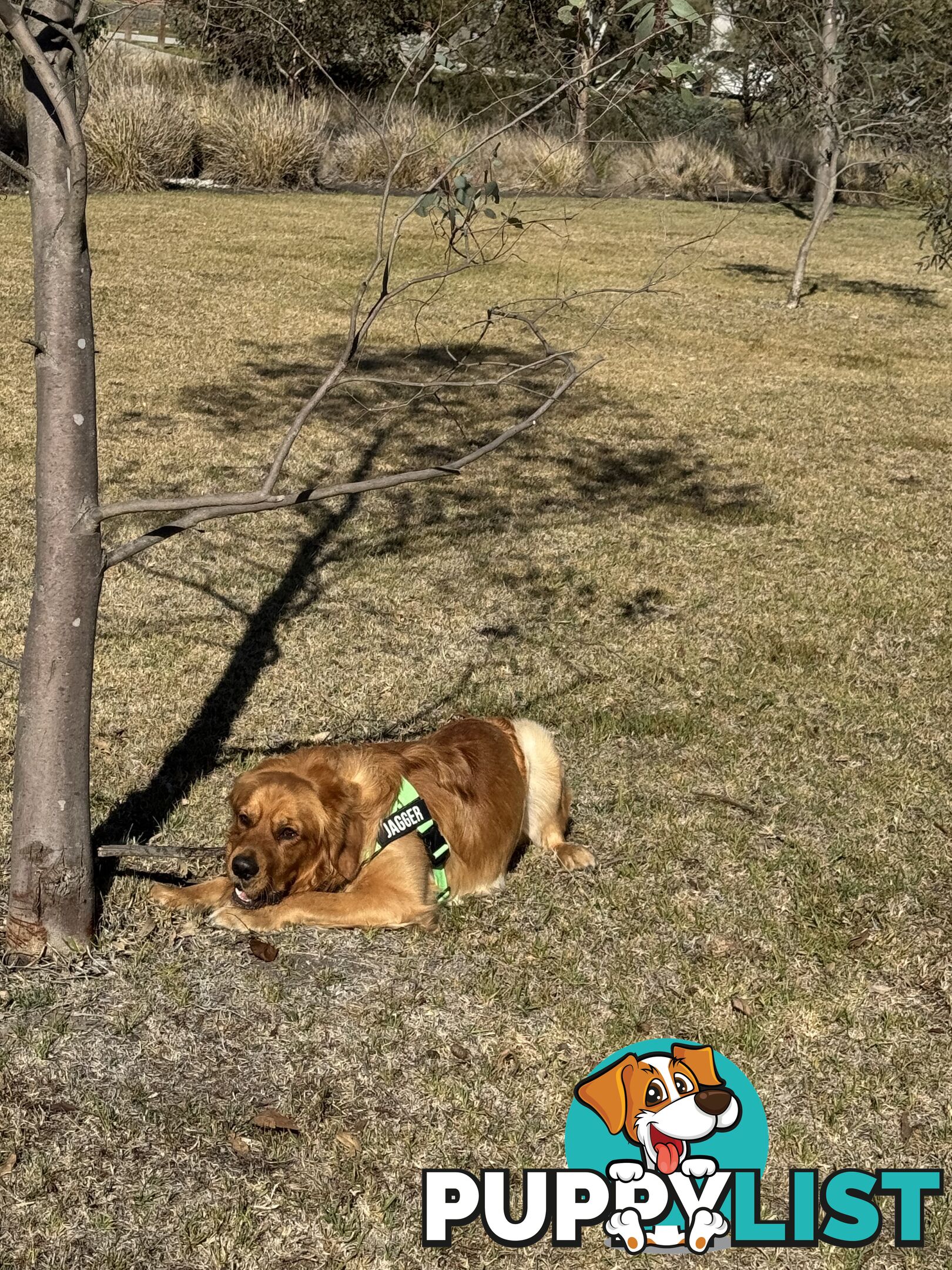Dark Pure Bred Golden Retriever Stud Service