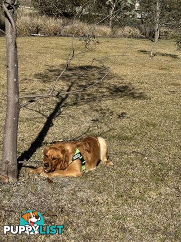 Dark Pure Bred Golden Retriever Stud Service