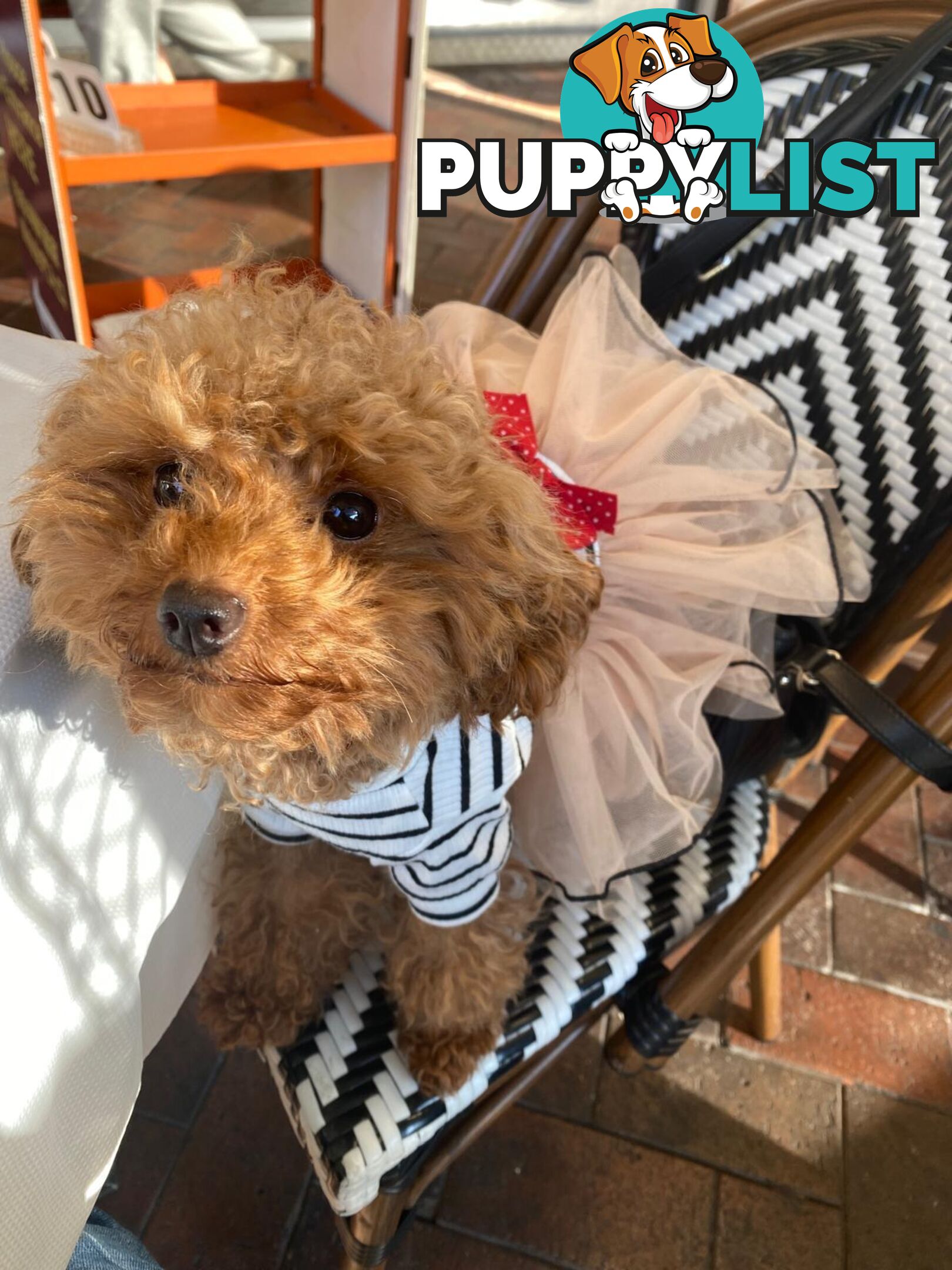 Toy Poodles