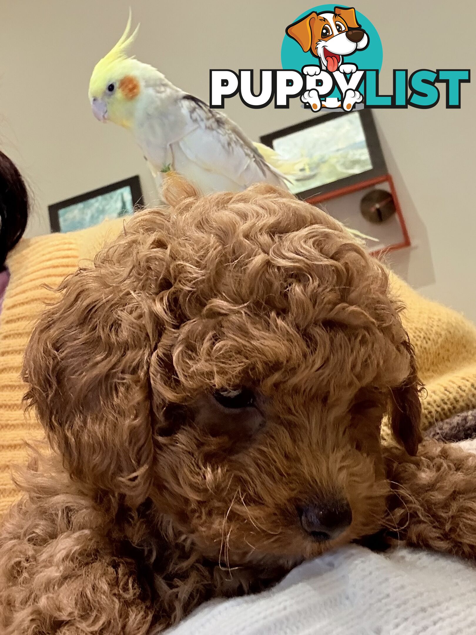 Toy Poodles
