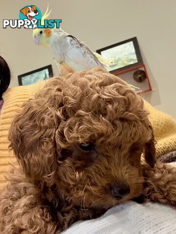 Toy Poodles