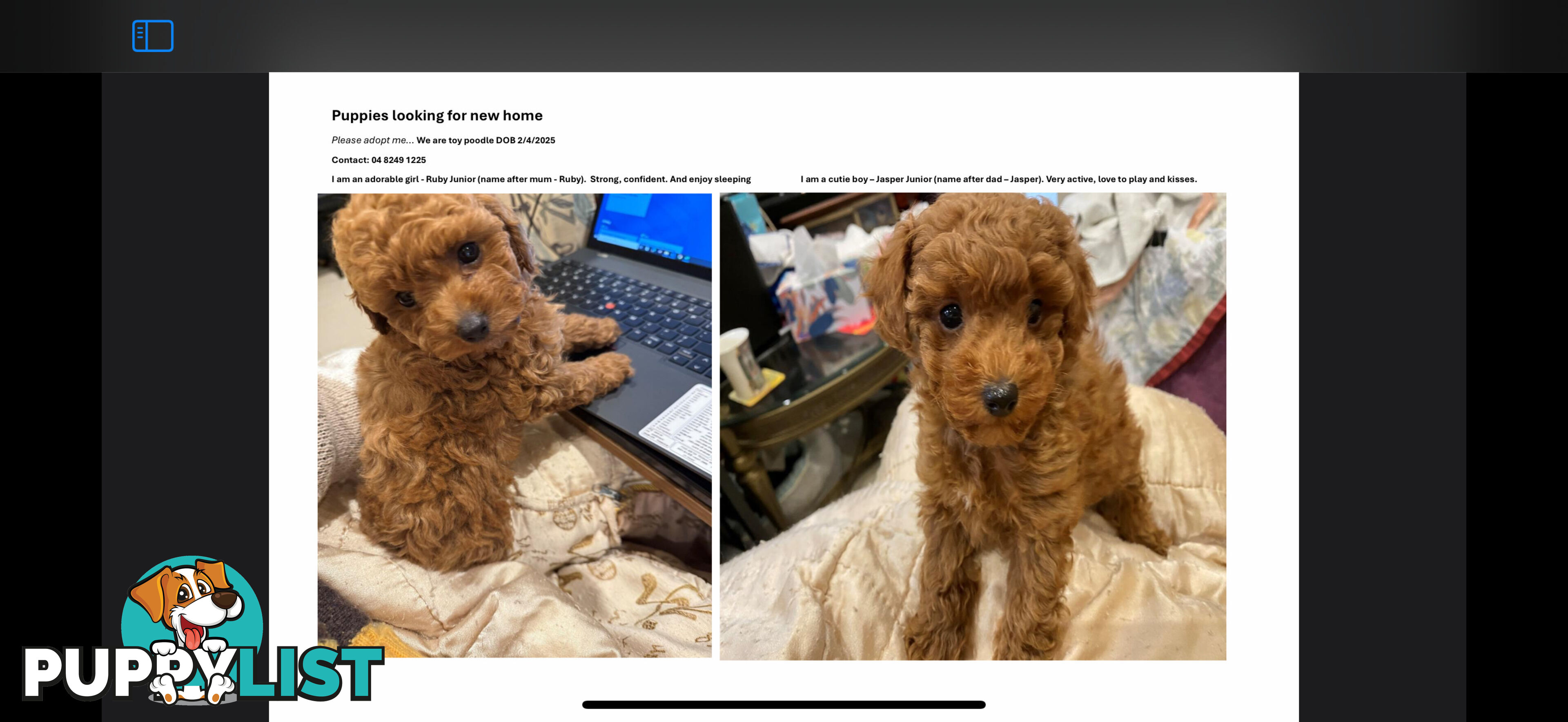 Toy Poodles