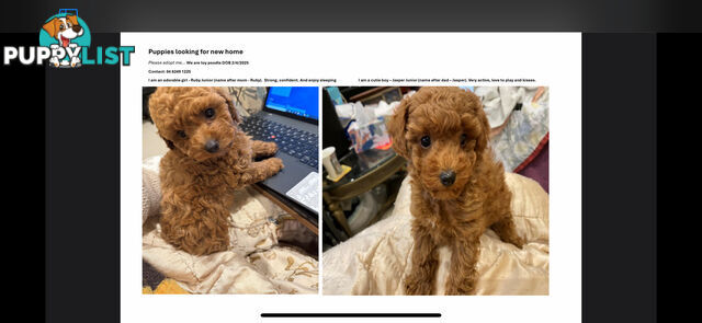 Toy Poodles