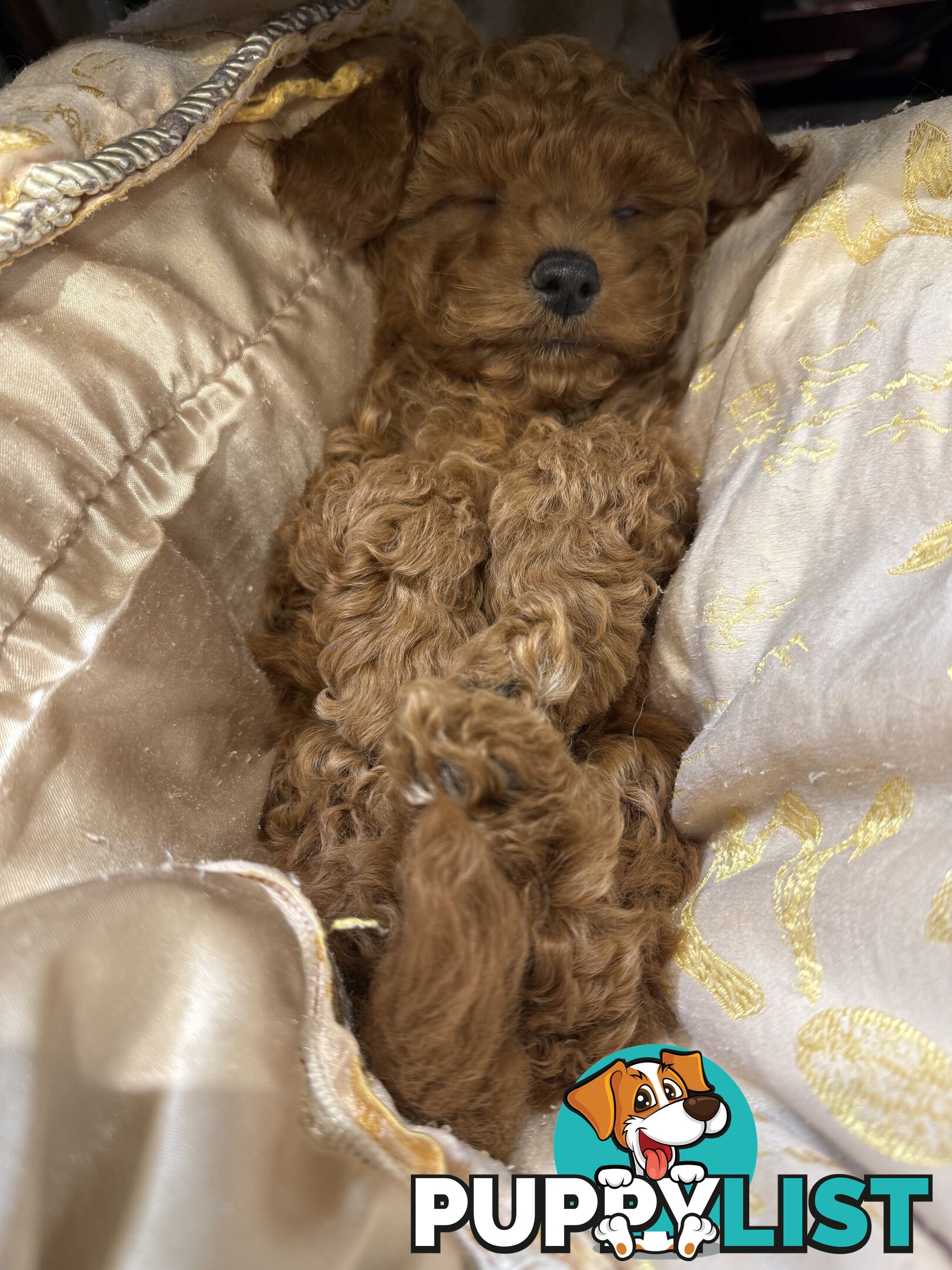 Toy Poodles