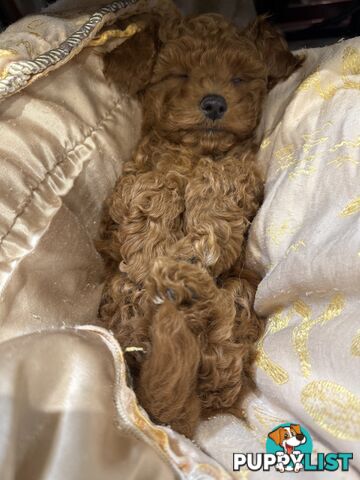 Toy Poodles