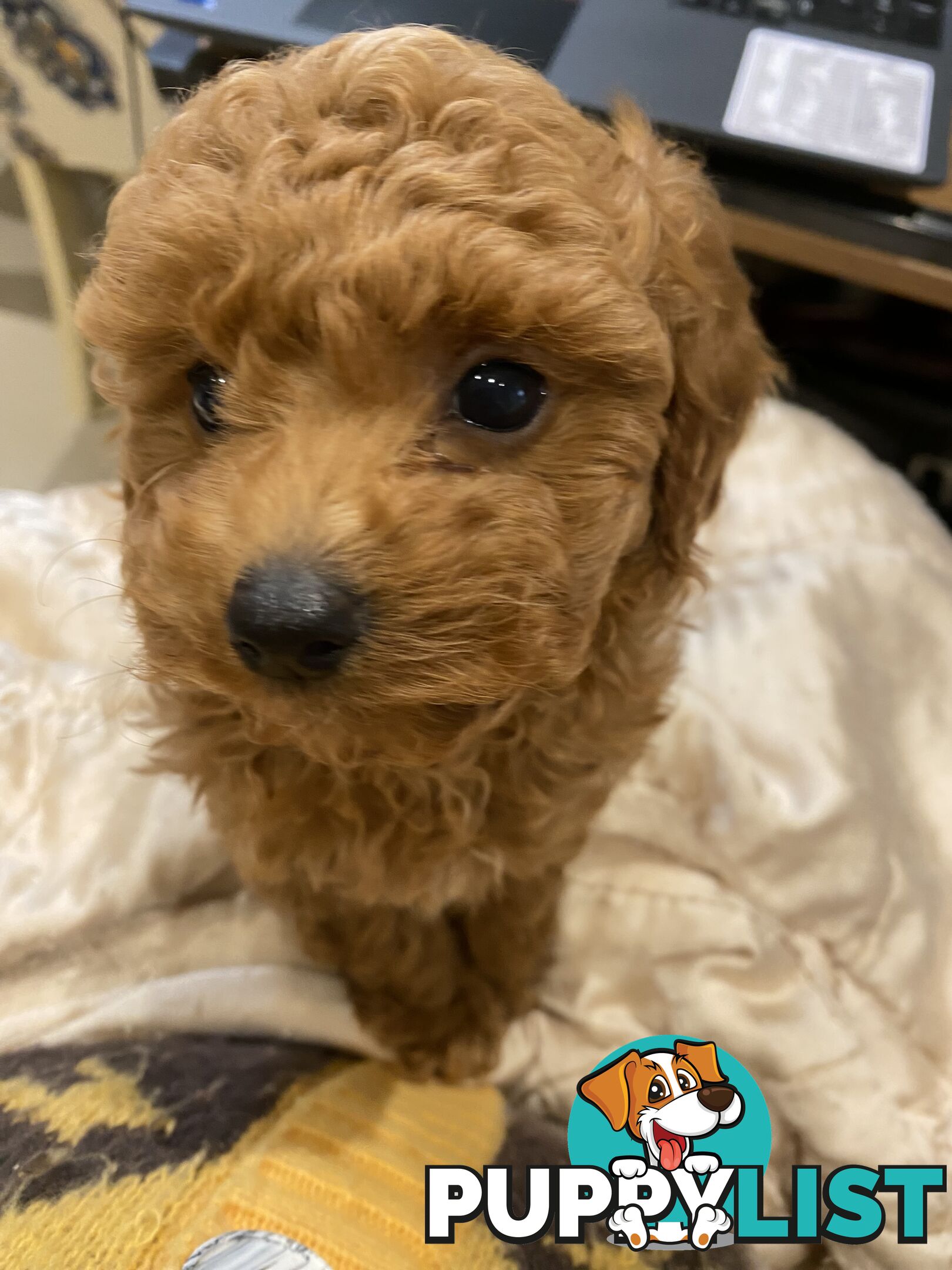 Toy Poodles