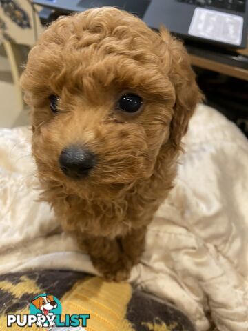 Toy Poodles