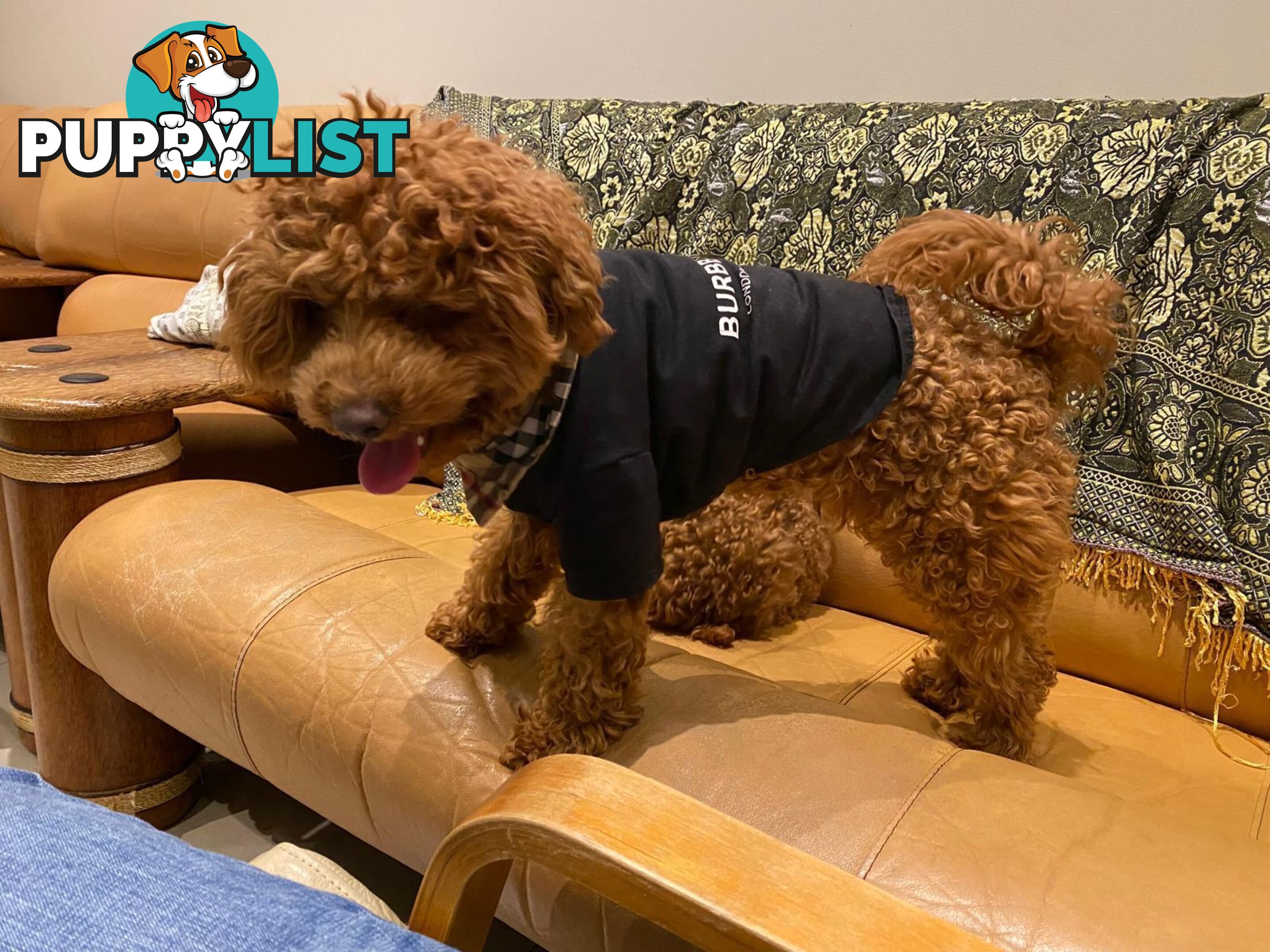 Toy Poodles