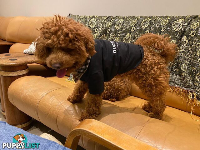 Toy Poodles