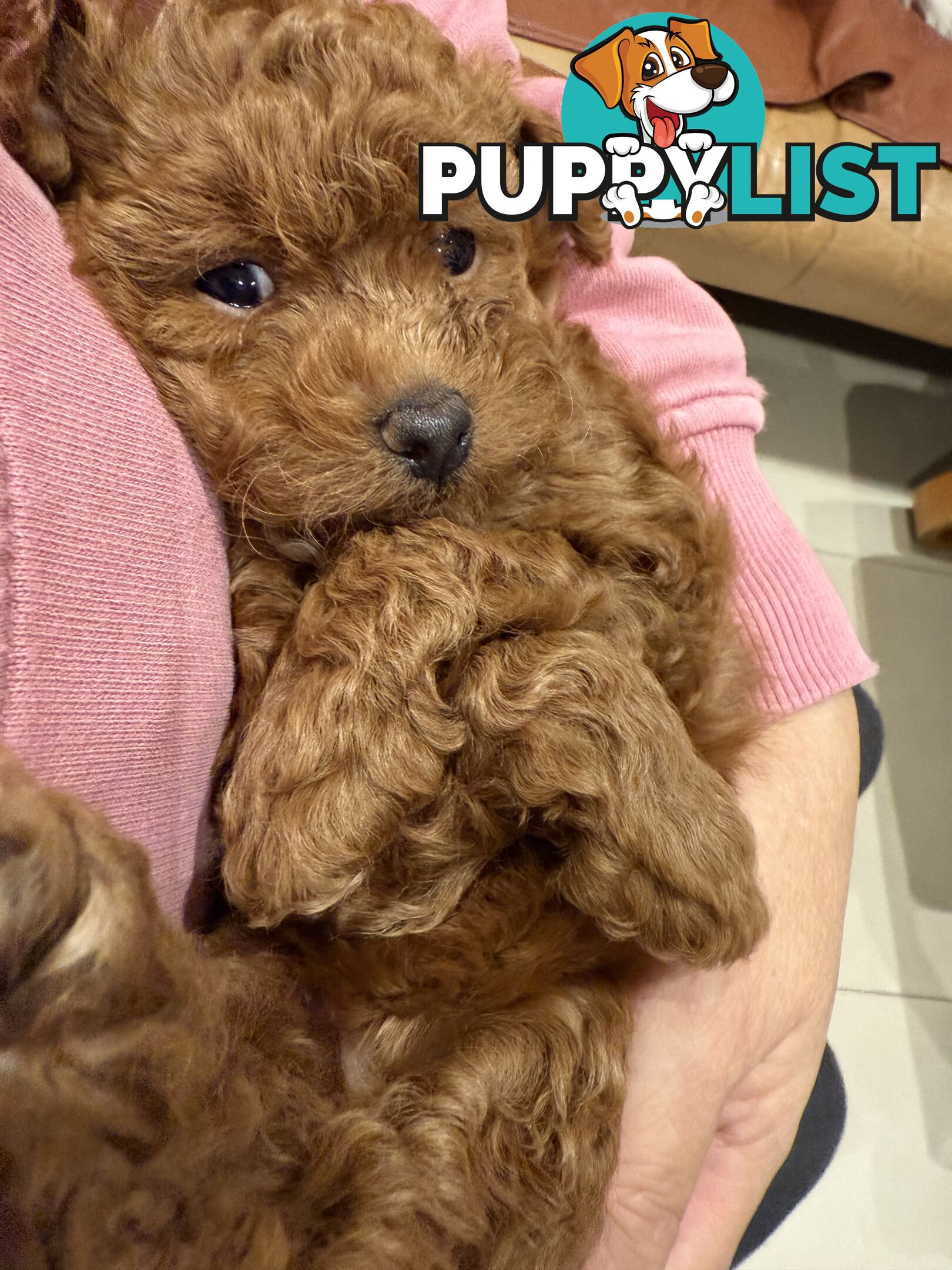 Toy Poodles